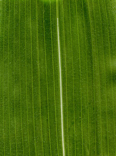 istock Extreme closeup of Maize leafs surface at extreme 504255442