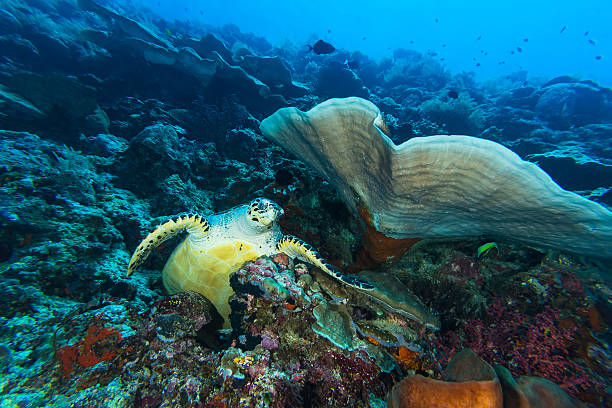 istock Green Turtle in Coral Reef 504256542