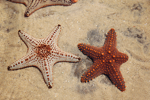 Conceptual vacation image of close up star fish on sandy beach in Florida