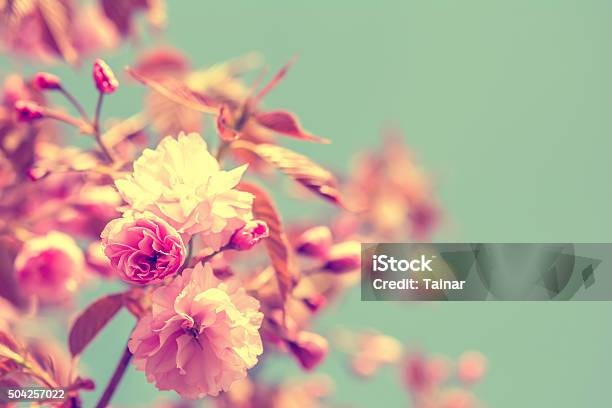 Sakura Flower Cherry Blossom Stock Photo - Download Image Now - Flower, Old-fashioned, Retro Style