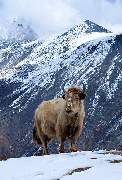 istock Yak in the mountains 504262165