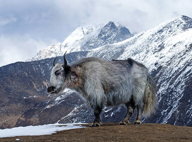 istock Yak in the mountains 504262167