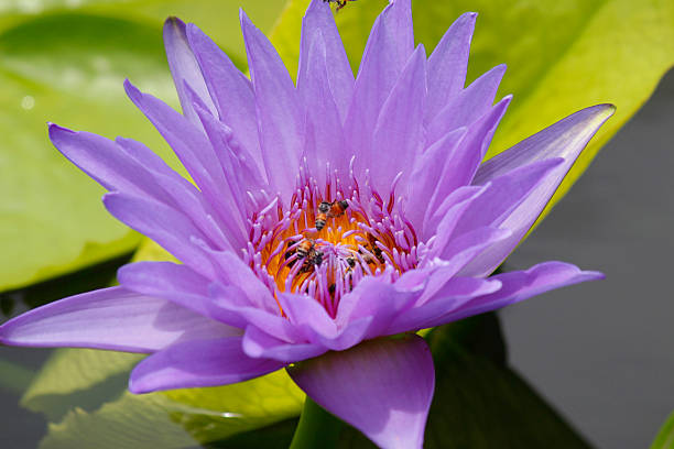 istock lotus flower close-up 504262713