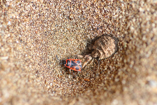 formiga-leão presa na sua cone - formicarius imagens e fotografias de stock