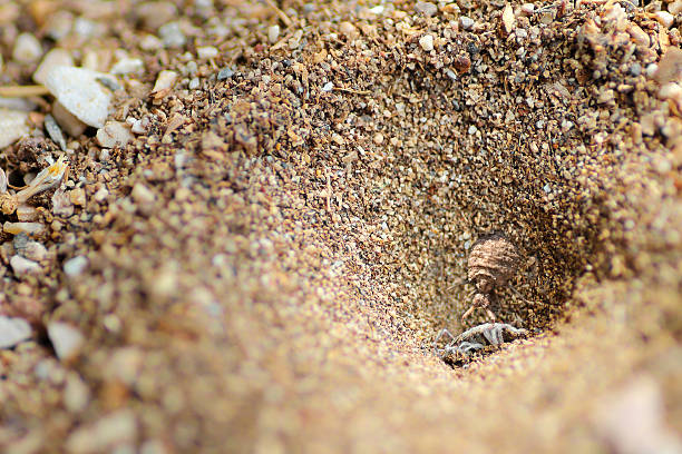 муравьиный лев добычу в его конус - formicarius стоковые фото и изображения