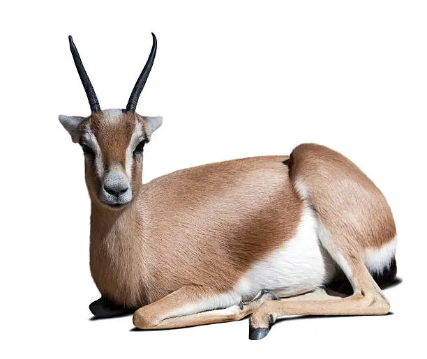 Sitting adult dorcas gazelle.  Isolated over white with shade