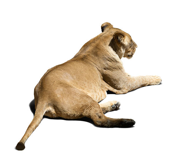 istock Adult female lion 504267095