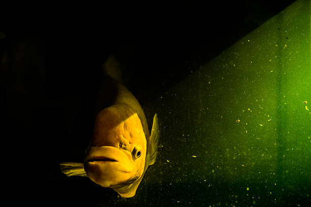 istock Giant gourami with the mystery concept. 504267385