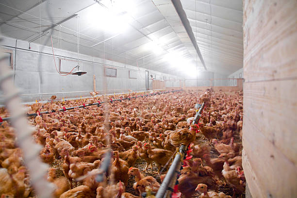 istock Henhouse in chicken farm 504267821