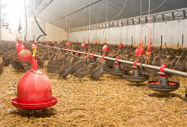 3000 guinea fowl farm interior, with all automated machinery for food and water. Poultry raised only for their meat. Blur effect on moving.