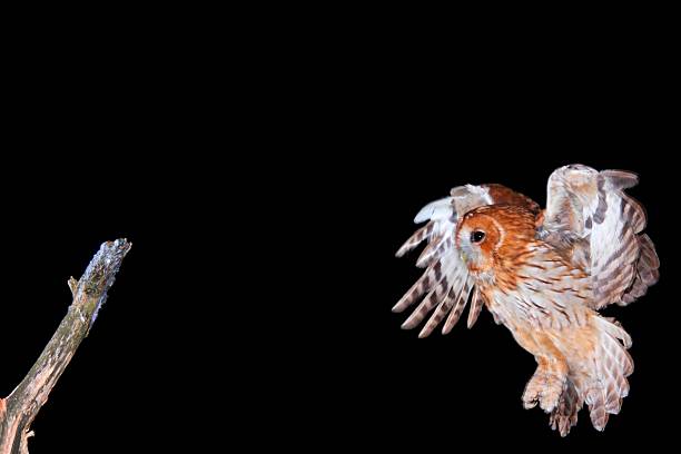 Strix aluco, photo was taken with flash