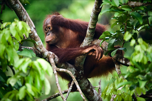 The thoughtful kid. The cub of the orangutan sits on a branch of a tree and in meditations has propped up a head a hand. Borneo. Indonesia