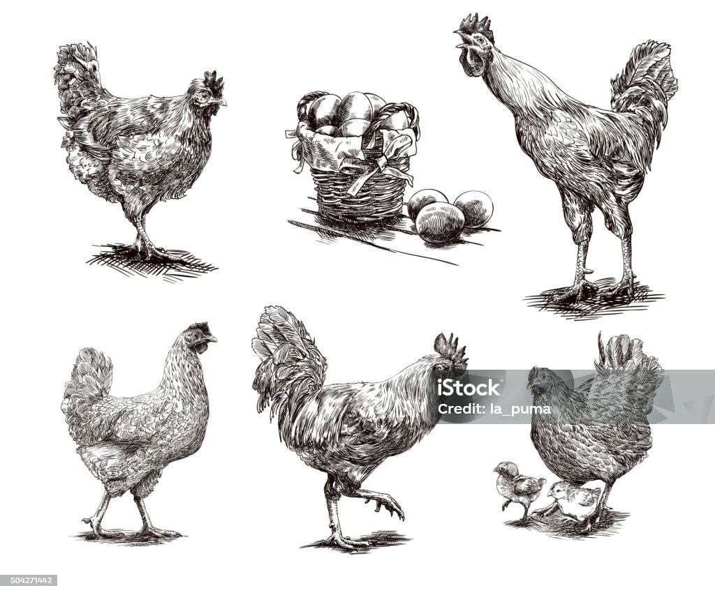 roosters, pollos y las gallinas - arte vectorial de Gallina - Ave de corral libre de derechos