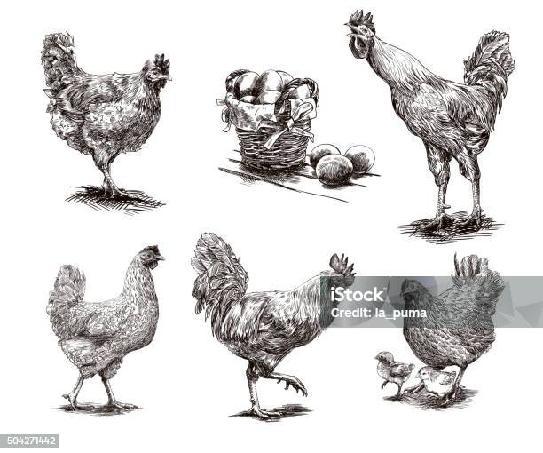 Ilustración de Roosters Pollos Y Las Gallinas y más Vectores Libres de Derechos de Gallina - Ave de corral - Gallina - Ave de corral, Pollo, Ilustración