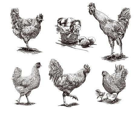 roosters, hens and chickens
