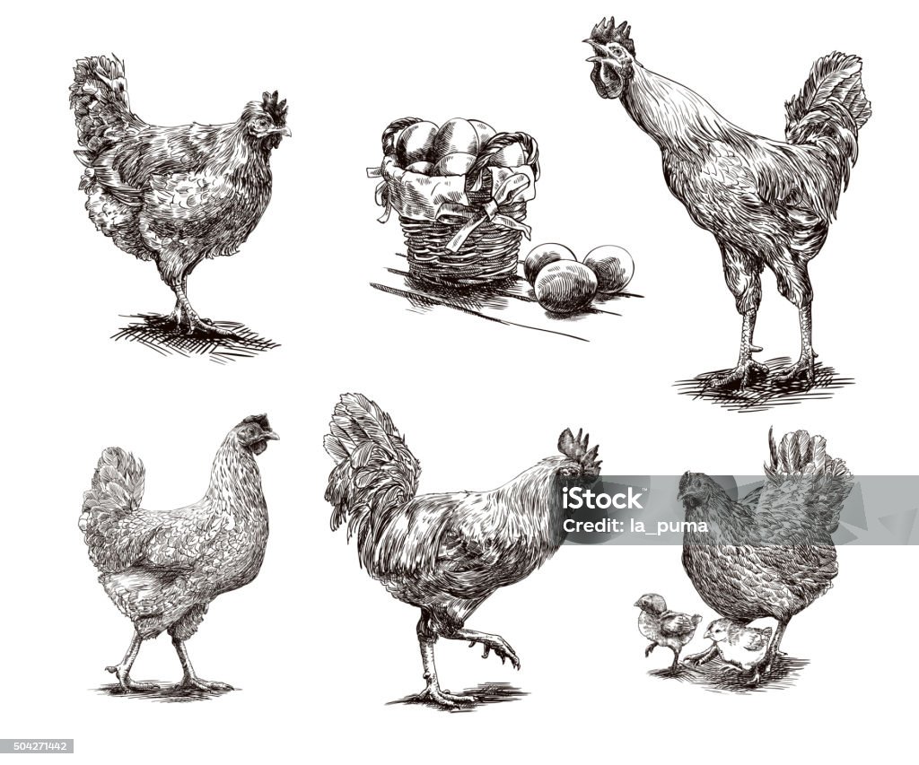 roosters, hens and chickens compilation of hand drawn sketches of roosters and hens Chicken - Bird stock vector