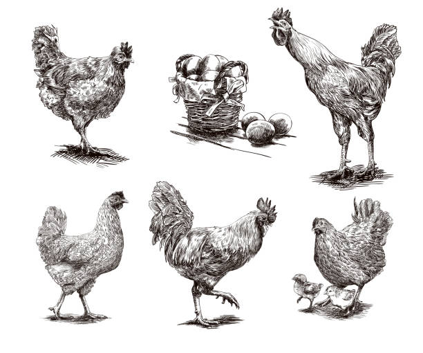 roosters, hens and chickens compilation of hand drawn sketches of roosters and hens chicken meat illustrations stock illustrations