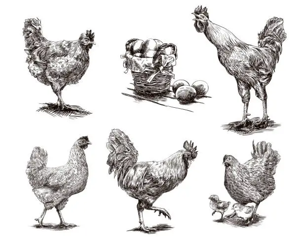 Vector illustration of roosters, hens and chickens