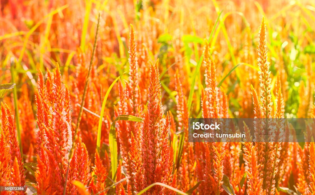 Bellissimo del rosso e dell'arancio fiori Celosia in luce calda - Foto stock royalty-free di Amarantino perpetuino