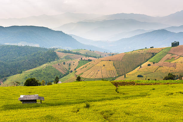 istock Rice Fields and small hut at Bongpieng Village 504272800