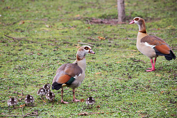 istock Ducks and ducklings in a park 504273678