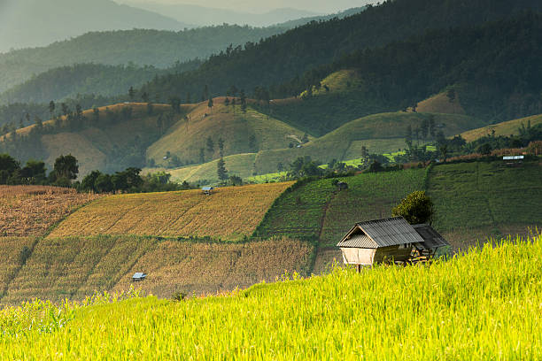 istock Rice Fields and small hut at Bongpieng Village 504273796