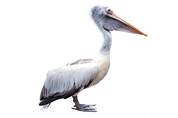 istock white Pelican isolated on white background 504276688