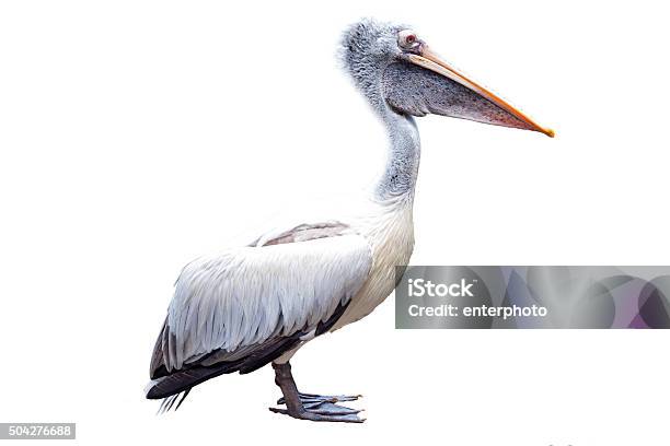 White Pelican Isolated On White Background Stock Photo - Download Image Now - Pelican, White Background, Animal