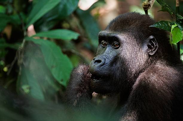 Western lowland gorilla in jungle