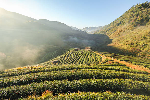 istock Tea farm, Doi Angkhang mountain, Chiangmai, Thailand 504279064