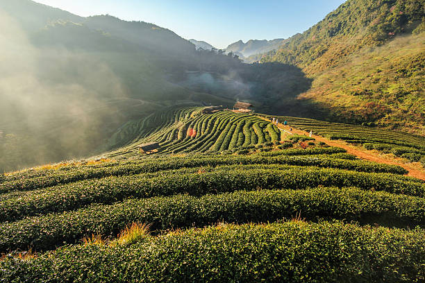istock Tea farm, Doi Angkhang mountain, Chiangmai, Thailand 504279106