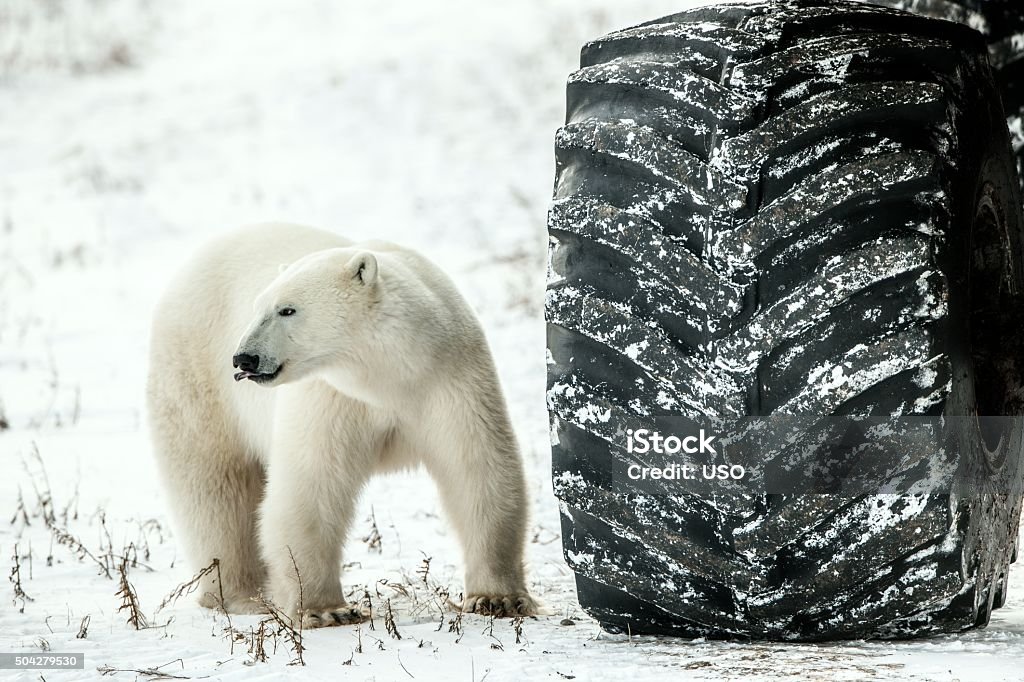 Little bear or big wheel? Curious polar bear in the arctic checks out a tundra buggy, and prepares to eat up 2015 Stock Photo