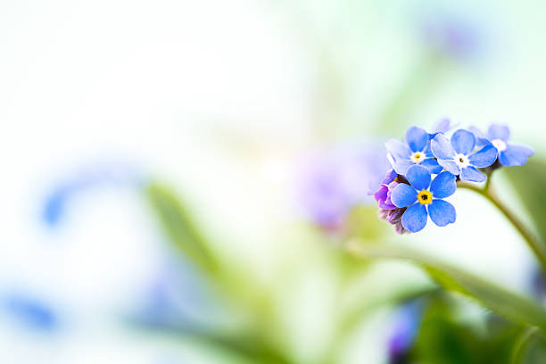 non dimenticarti di me fiori - myosotis sylvatica foto e immagini stock