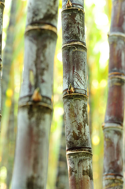 istock sugarcane in growth at field 504280224