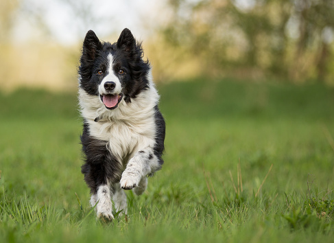 A grey and white border collie is resting on the green grass