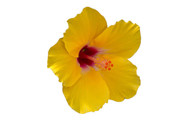 istock Yellow hibiscus flower. 504283026