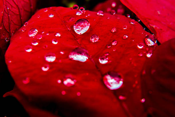istock Water droplets on a leaf of red leaf. 504283060