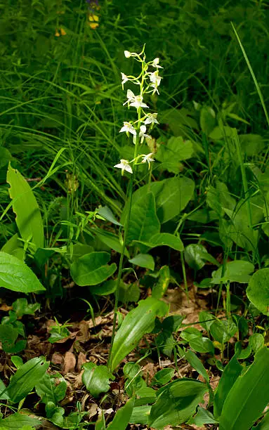 White blooming flower in natural environment. Platanthera chlorantha, Greater butterfly-orchid