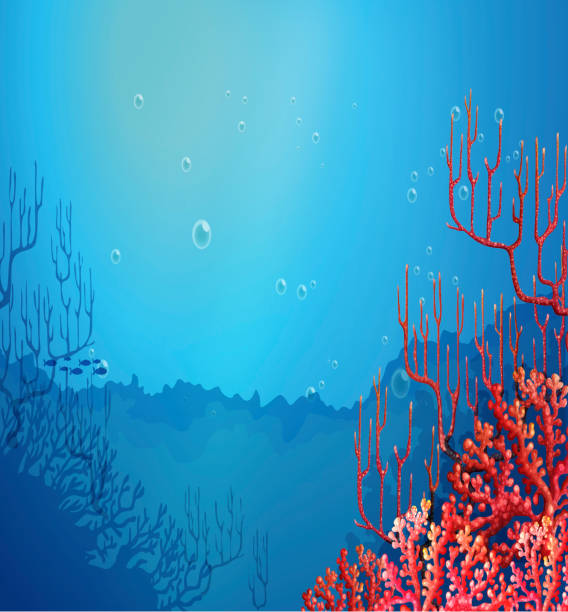 아름다운 산호가 살고 있는 바다빛 - downunder stock illustrations
