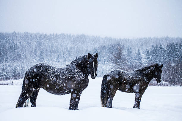 istock Horses Looking at the Camera during a Snowstorm 504286009