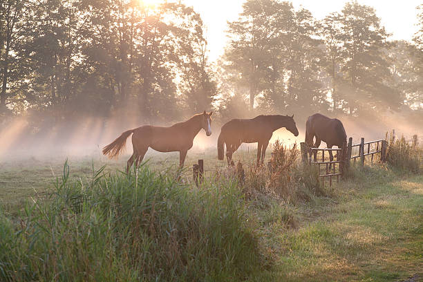 istock horses in misty sunbeams 504286339