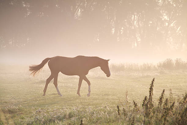 istock walking horse in misty sunbeams 504286347