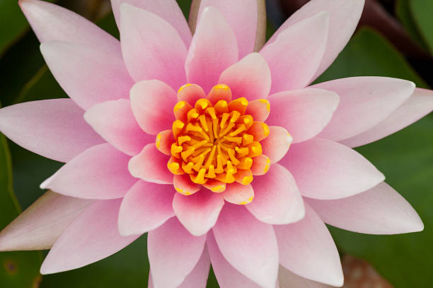 istock pink lotus flower 504286509