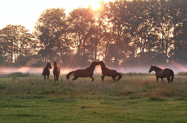 jumping playing horses in sunrise fog and sunbeams