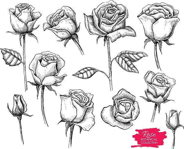 illustrazioni stock, clip art, cartoni animati e icone di tendenza di illustrazione a mano libera rosa botanico set. incisione collezione - rose