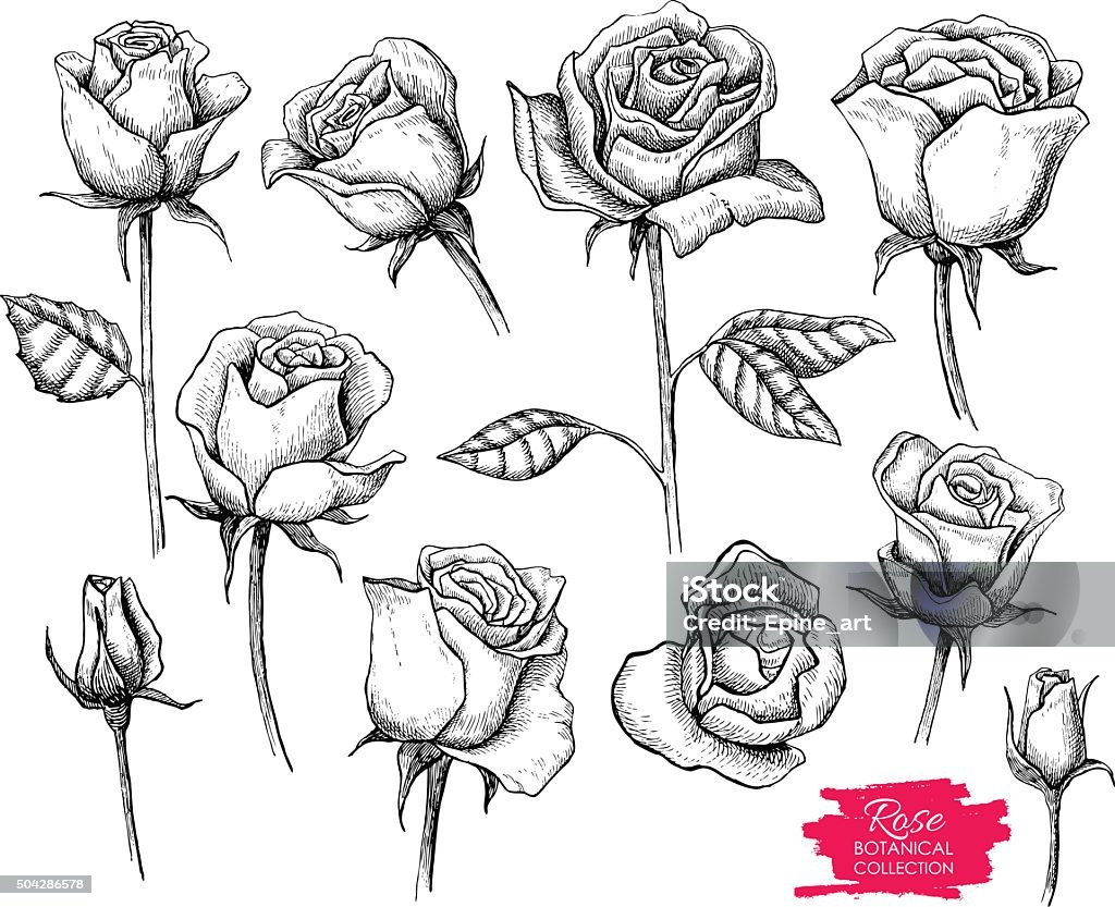Vector hand drawn botanical rose set. Engraved collection Vector hand drawn botanical rose set. Engraved collection. Great for greating cards, backgrounds, wedding invitations Rose - Flower stock vector