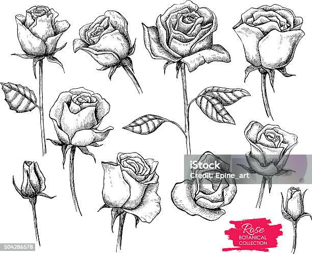 Vector Hand Drawn Botanical Rose Set Engraved Collection Stock Illustration - Download Image Now