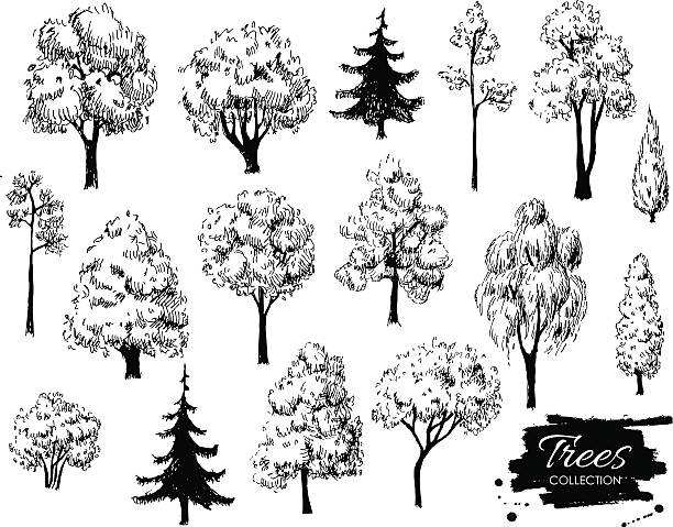 illustrations, cliparts, dessins animés et icônes de grand ensemble de croquis dessiné main d'arbres. - pine tree forest summer evergreen tree