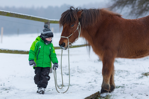 young boy in winter clothes working with his iceland horse on cold winter day on snowy paddock