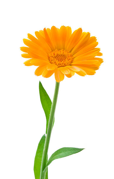 istock Calendula. Marigold flowers with leaves isolated on white 504287445